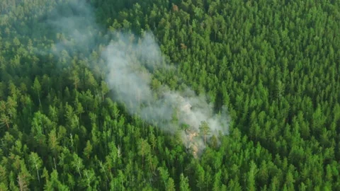 Forest fire begins aerial view. trees burning in forest fire. wildfire reasons Stock Footage 143975184