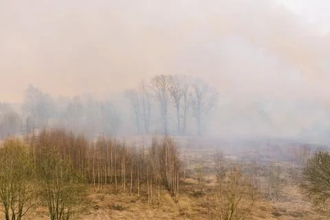 A forest fire begins. Arson dry grass. Smoke forests. Guta smoke spreads on t Foto stock