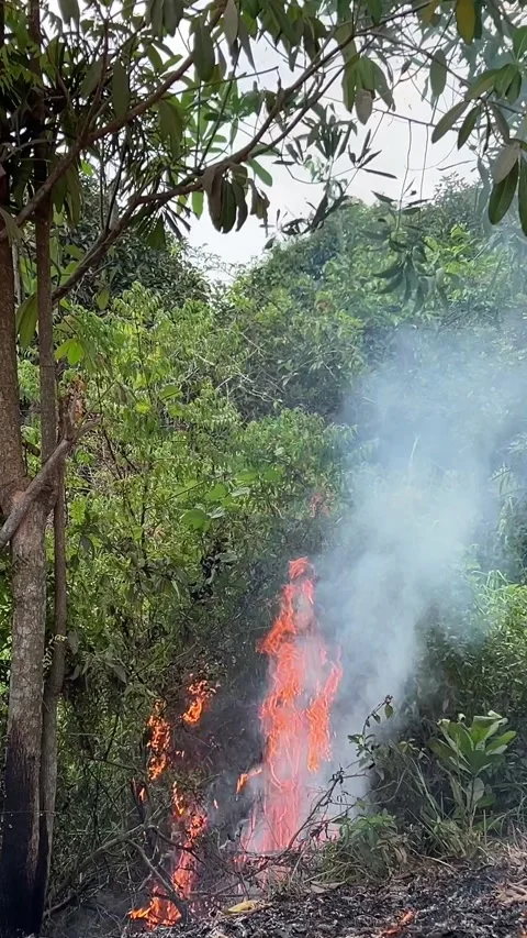 Forest fire Bonfire Burning in the Forest in Evening. Flaming Campfire Stock Footage 277508318