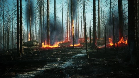 Forest fire with Burned trees after wildfire Vidéo 205865467