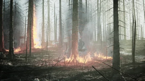 Forest fire with Burned trees after wildfire Stock Footage 225661590