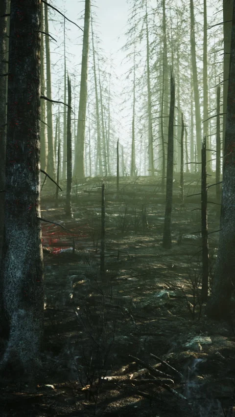 Forest fire with Burned trees after wildfire Stock Footage 279542122