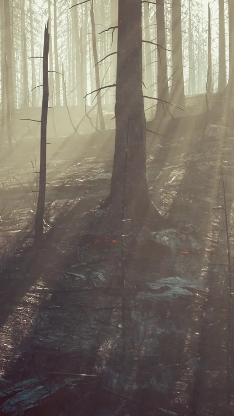 Forest fire with Burned trees after wildfire Stock Footage 290766599