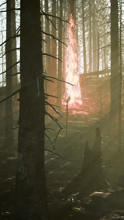 Forest fire with Burned trees after wildfire Stock Footage 295676088