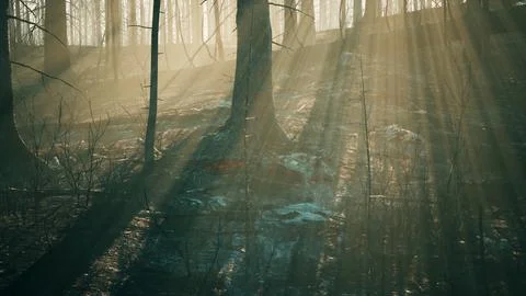 Forest fire with Burned trees after wildfire Stockillustratie