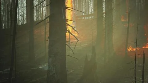 Forest fire with Burned trees after wildfire Stockillustratie
