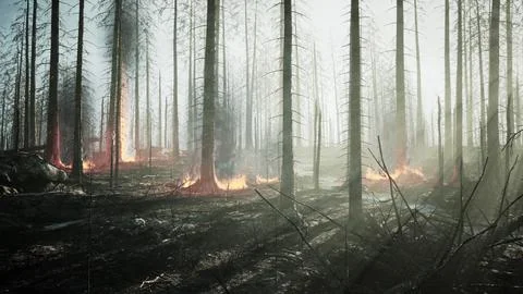 Forest fire with Burned trees after wildfire Illustrazione stock