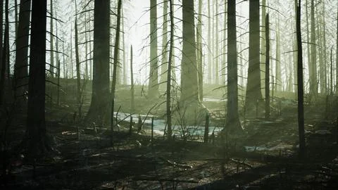 Forest fire with Burned trees after wildfire 스톡 일러스트