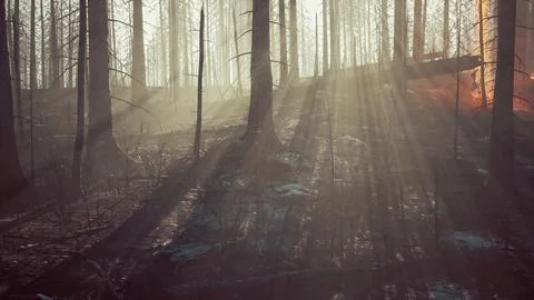 Forest fire with Burned trees after wildfire Illustrazione stock