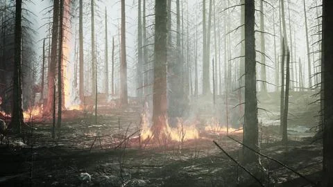 Forest fire with Burned trees after wildfire Stock Illustration
