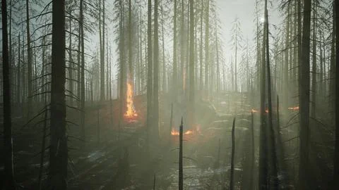 Forest fire with Burned trees after wildfire Illustrazione stock