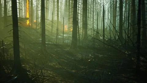 Forest fire with Burned trees after wildfire 스톡 일러스트