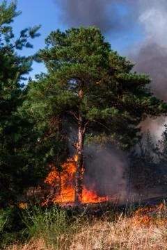 Forest fire. Burned trees after wildfire, pollution and a lot of smoke Photos
