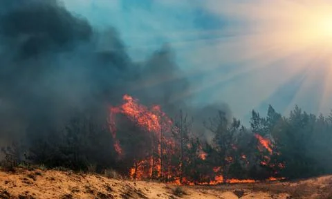 Forest fire. Burned trees after wildfire, pollution and a lot of smoke Fotos de archivo