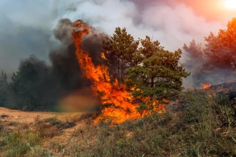 Forest fire. Burned trees after wildfire, pollution and a lot of smoke Stock-Fotos