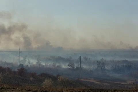 Forest fire. Burned trees after wildfire, pollution Stock Photos