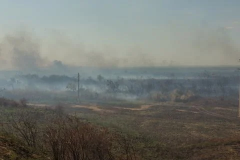 Forest fire. Burned trees after wildfire, pollution Stock Photos
