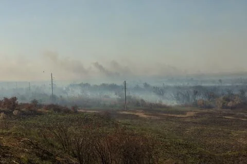 Forest fire. Burned trees after wildfire, pollution Stock Photos