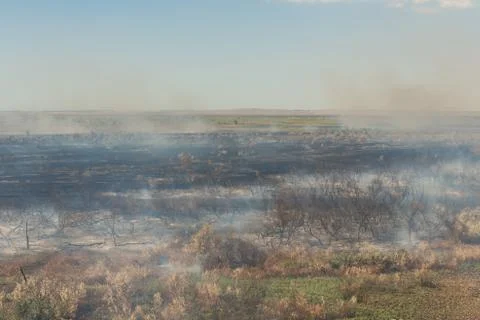 Forest fire. Burned trees after wildfire, pollution Foto stock
