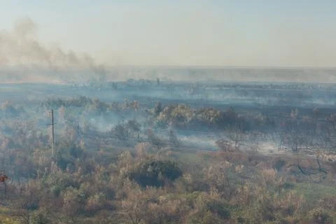Forest fire. Burned trees after wildfire, pollution Stock Photos