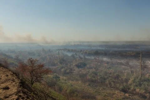 Forest fire. Burned trees after wildfire, pollution Foto stock