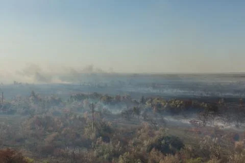 Forest fire. Burned trees after wildfire, pollution Foto stock