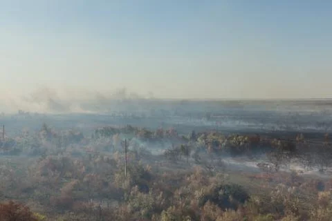 Forest fire. Burned trees after wildfire, pollution Foto stock