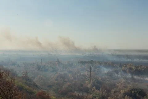 Forest fire. Burned trees after wildfire, pollution Stock Photos
