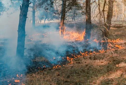 Forest fire. Burned trees after forest fires and lots of smoke. Fotos de archivo