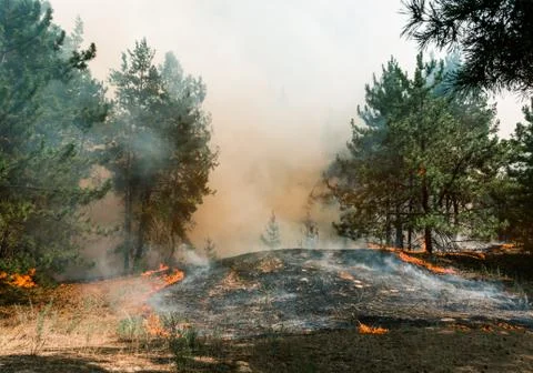 Forest fire. Burned trees after forest fires and lots of smoke. Stock Photos