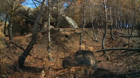 Forest fire burned trees Stock Footage 20497787
