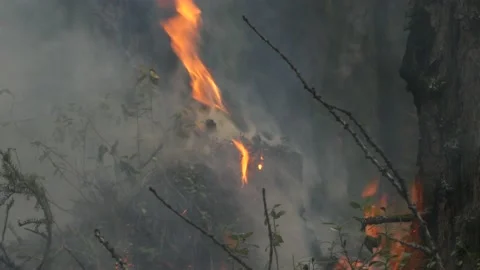 Forest fire burning the broken tree in close-up Stock Footage 168326014