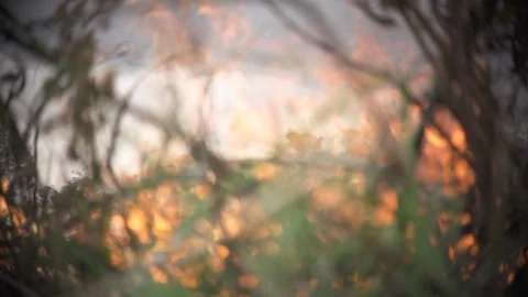 Forest fire burning bushes and debris on forest floor, slow motion Video stock 127122152