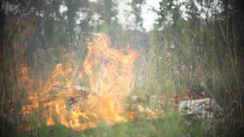 Forest fire burning bushes and debris on forest floor. Slow motion Video stock 127122189