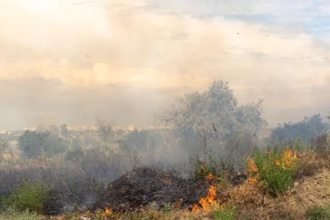Forest fire Burning dry grass. Summer, drought. Stock Photos