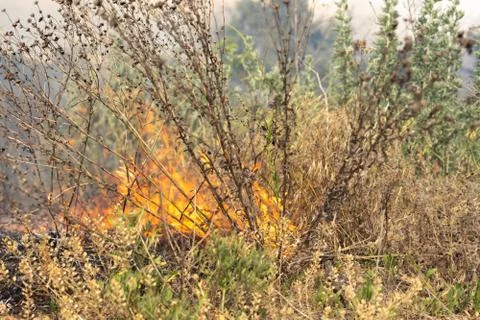 Forest fire Burning dry grass. Summer, drought. Stock Photos