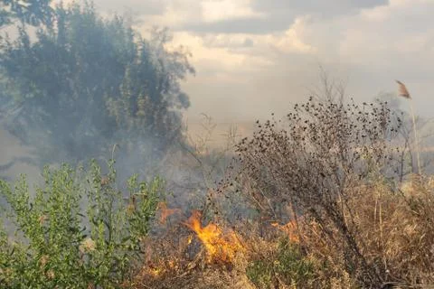 Forest fire Burning dry grass. Summer, drought. Stock-Fotos