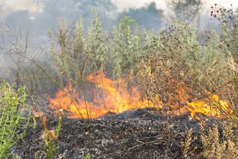 Forest fire Burning dry grass. Summer, drought. Stock Photos
