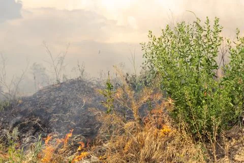 Forest fire Burning dry grass. Summer, drought. Stock Photos