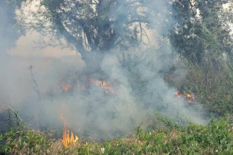 Forest fire Burning dry grass. Summer, drought. Stock Photos