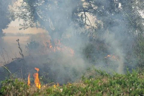 Forest fire Burning dry grass. Summer, drought. Stock Photos