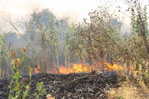 Forest fire Burning dry grass. Summer, drought. Foto stock