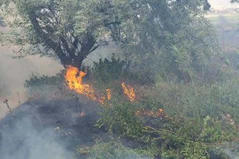 Forest fire Burning dry grass. Summer, drought. Stock Photos