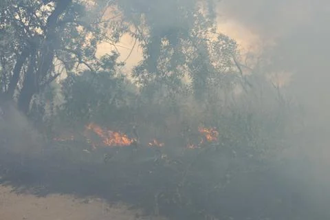 Forest fire Burning dry grass. Summer, drought. Stock Photos