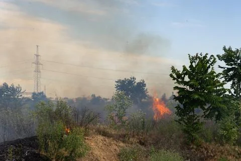 Forest fire Burning dry grass. Summer, drought. Stock Photos