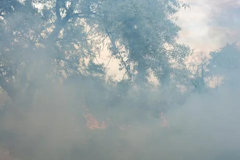 Forest fire Burning dry grass. Summer, drought. Stock Photos