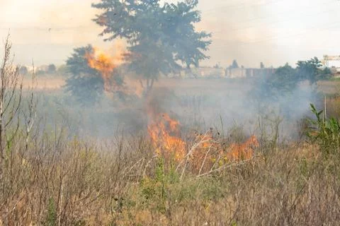 Forest fire Burning dry grass. Summer, drought. Stock Photos