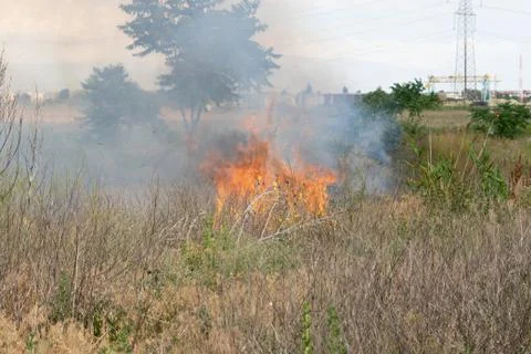 Forest fire Burning dry grass. Summer, drought. Foto stock