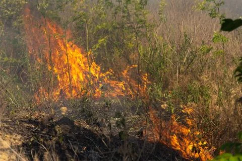 Forest fire Burning dry grass. Summer, drought. Stock Photos