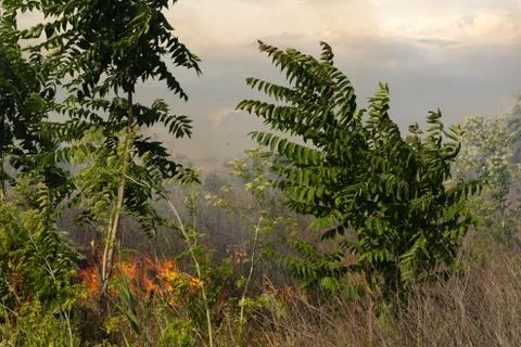 Forest fire Burning dry grass. Summer, drought. Stock Photos